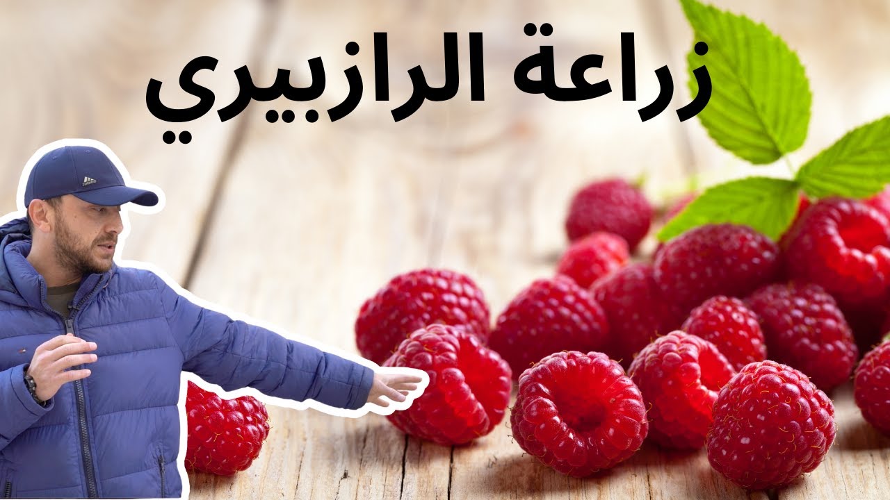 زراعة الرازبيري   العليق الأحمر