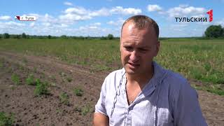 Уборка чеснока в новостной ленте о Первая Чесночная Компания.