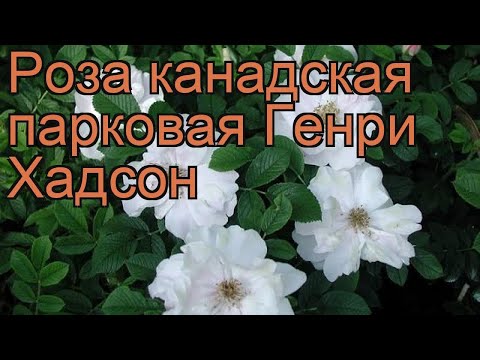 Роза канадская парковая Генри Хадсон 🌿 роза Генри Хадсон обзор: как сажать саженцы розы Генри Хадсон