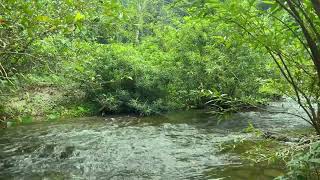 Mountain Stream Sounds - Relaxing River Sounds, Relaxing Nature Sounds for Sleep, Relax, Insomnia by Nature Sounds 130 views 7 days ago 3 hours