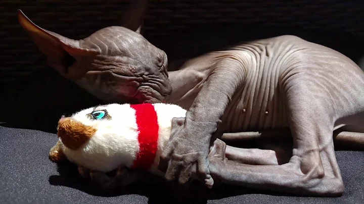 Watch the video about Lovely Sphynx Kitten is Playing with Angry Cat Toy 🐾 Soo Cute!