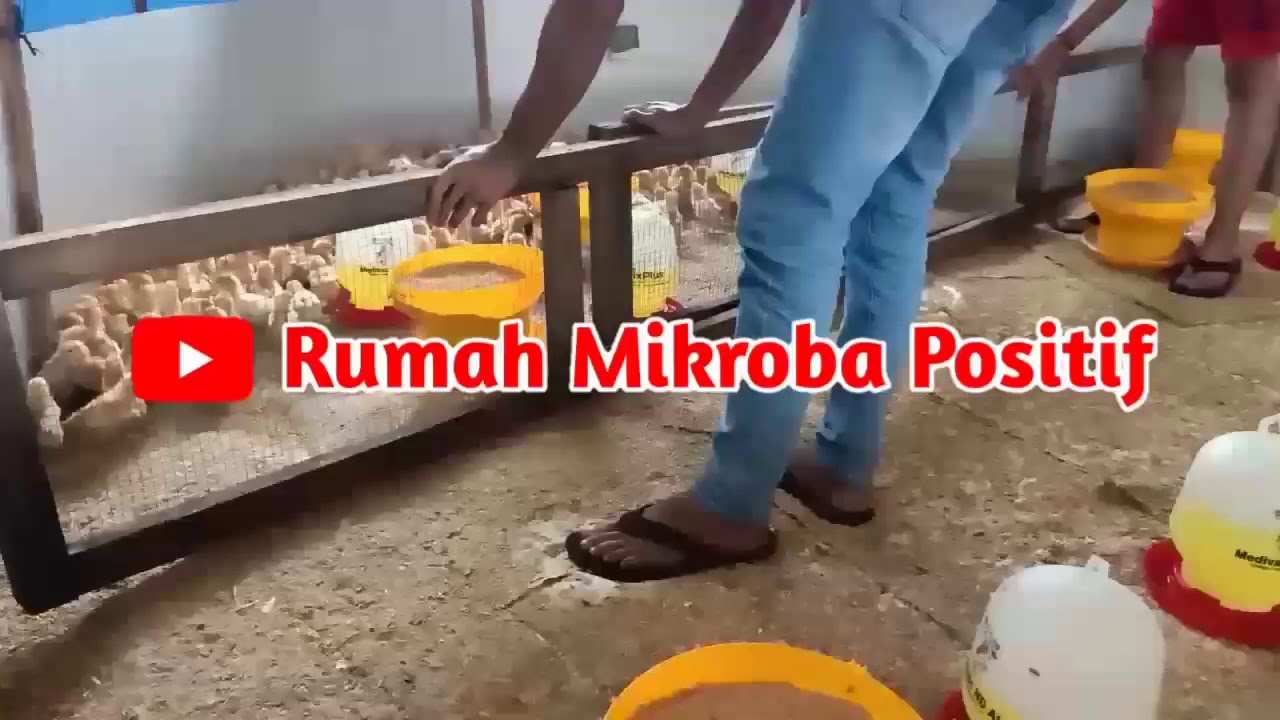 Cara agar ayam bangkok cepat tumbuh besar 