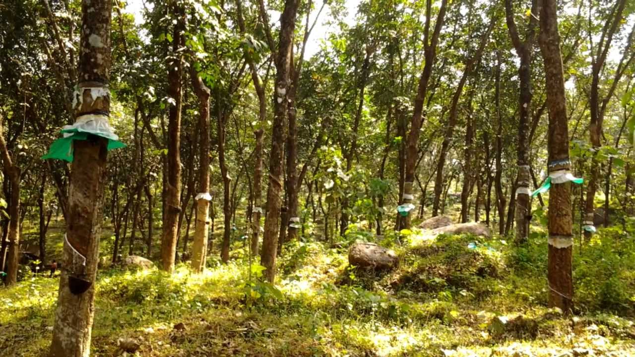 10-5-acres-rubber-estate-for-sale-in-angamaly-manjapra-ernakulam-realestate-properties-youtube