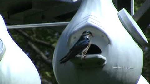 Tree Swallow Diary 2011 Part 3 - A quick courtship