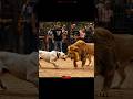 Dogo Argentino Dog Enters The Lion S Cage And Challenges The Lion Dogo Argentino Dog Enters The Lion S Cage And Challenges The Lion