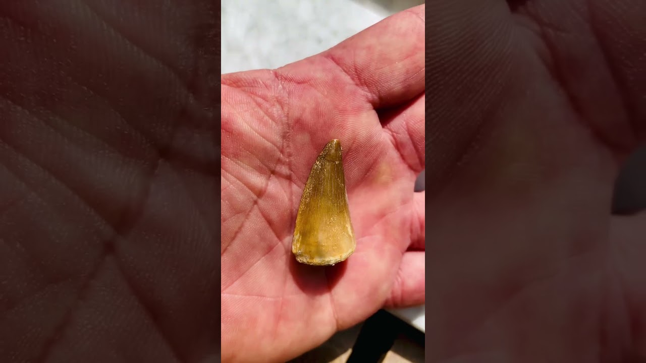 Mosasaur tooth! 