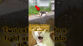 Two cats get into a fight and fall into the water #Cats #CatFight #AnimalAccident #FunnyCats #shorts