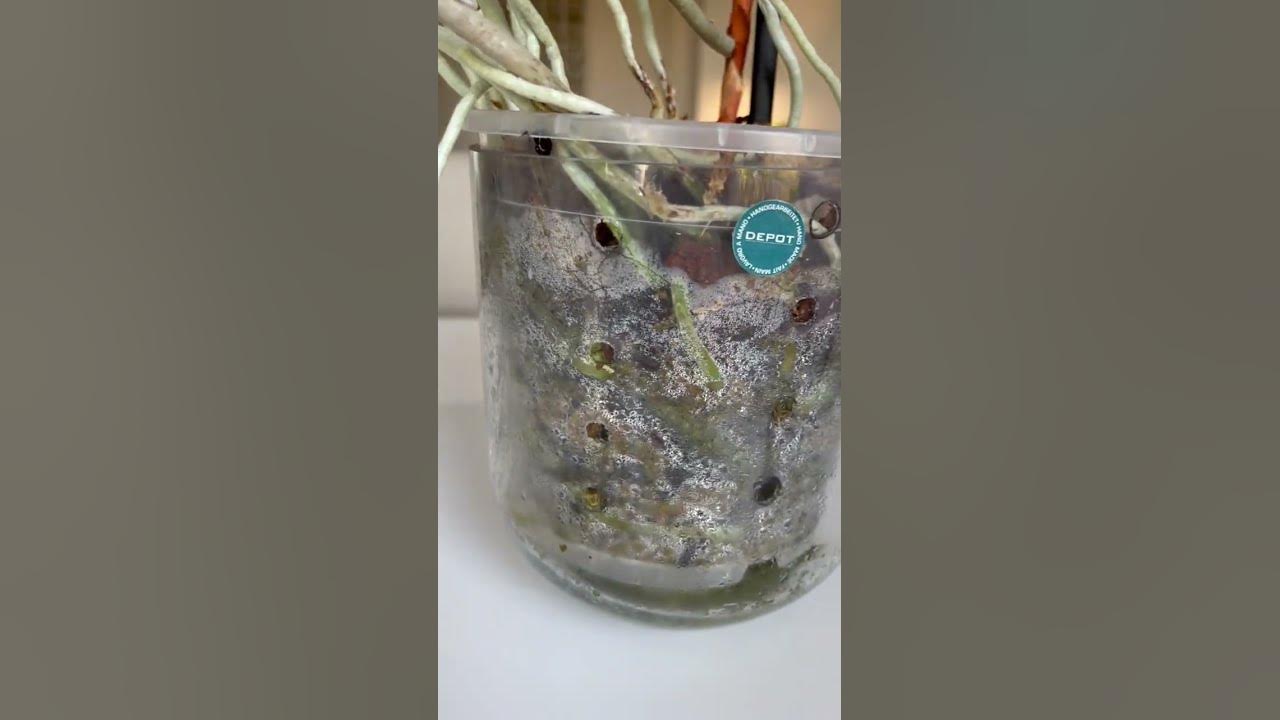 how-to-save-a-half-dead-aerides-odorata-youtube