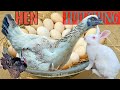 Sussex Hen Harvesting Eggs to Chicks with RABBIT, Turkey, Duck video | Murgi Chicks / Fish cutting