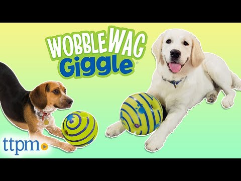 Training toys for dogs – Pawsindia