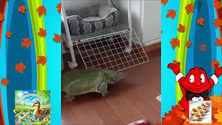 Da Paperissima Sprint,Animali,In Casa,All Aperto,Sempre Con Noi,Parte 10