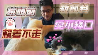 【貓咪美食大公開】貓咪的美食時光：羅伊老師分享的驚喜開箱，介紹貓咪喜愛的不忌口食物，錢錢和豆花的開心時刻  FT. #羅伊老師EP.15