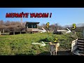 MERMİ YABANİ HAYVAN PEŞİNE GİTTİ BAHÇE BİRDEN DEĞİŞTİ ! - TOPLUCA PEŞİNE GİTTİLER !