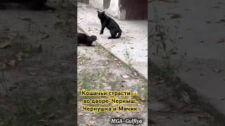 Магнитные бури и кошачьи страсти 🧲🐾 #cat #котофейка #котик #кот #рек