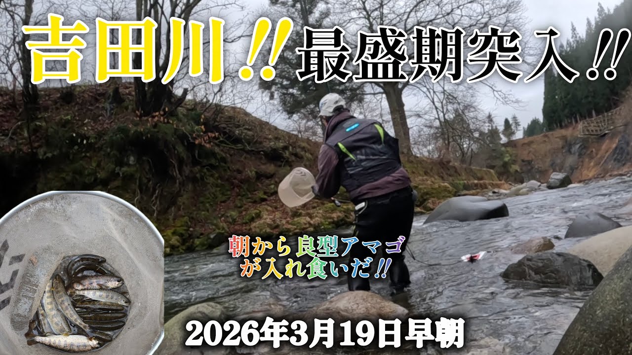 Yoshida River!! Peak season has begun!! Good-sized Amago trout are