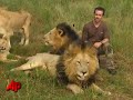 African Lions Accept Man As One of Their Own