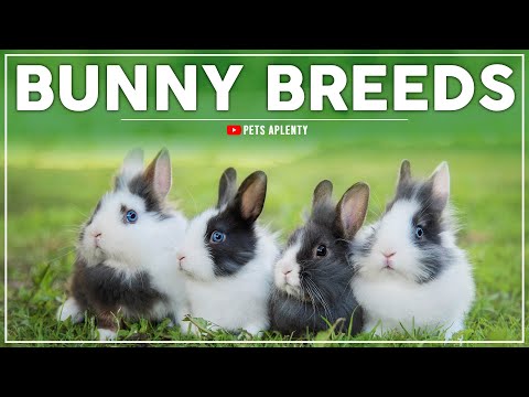10 تا از محبوب ترین نژادهای خرگوش