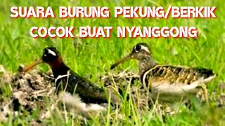 suara burung pekung/berkik