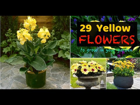 Video: Obične žute jednogodišnje biljke: jednogodišnje sa žutim cvjetovima