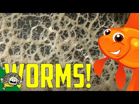 Video: How to Take Care of Micro Worms: 13 Steps (with Pictures)