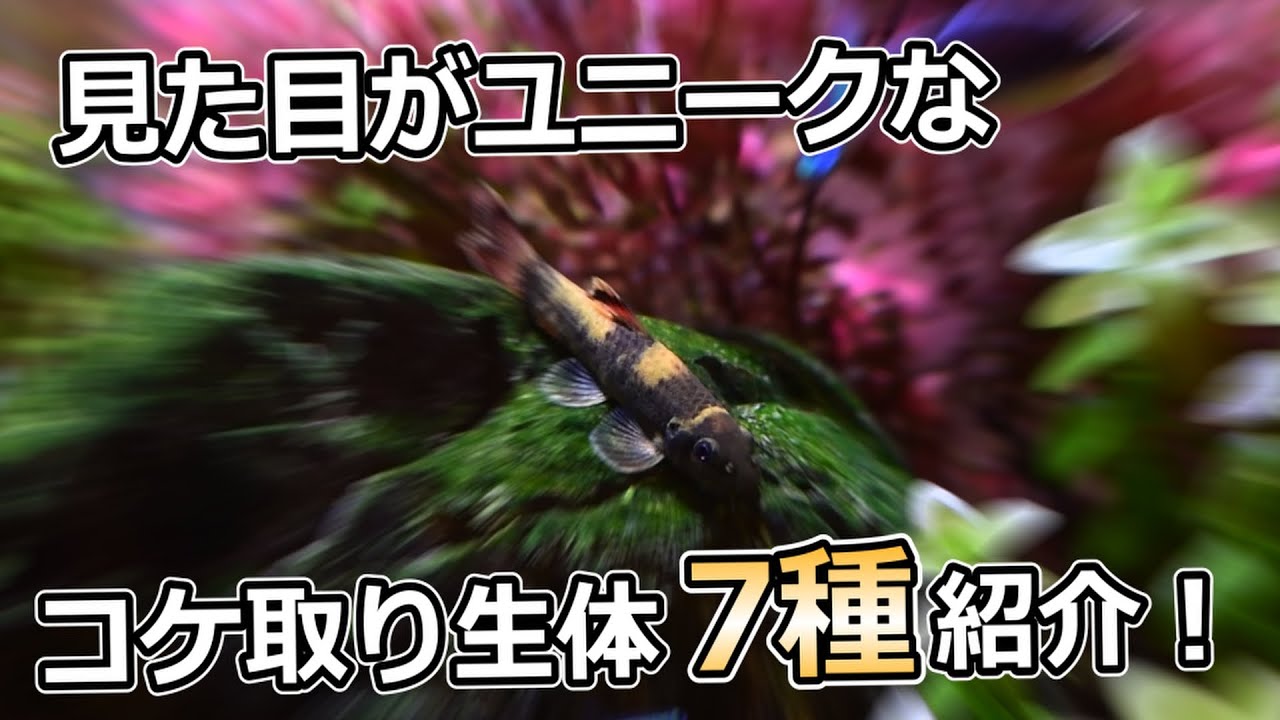 憎いコケに効く！あまり知られていない変わったコケ取り生体を7種類紹介！【アクアリウム】