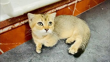 Những tư thế ngủ hài hước của mèo và phản ứng dễ thương khi bị phá giấc ngủ