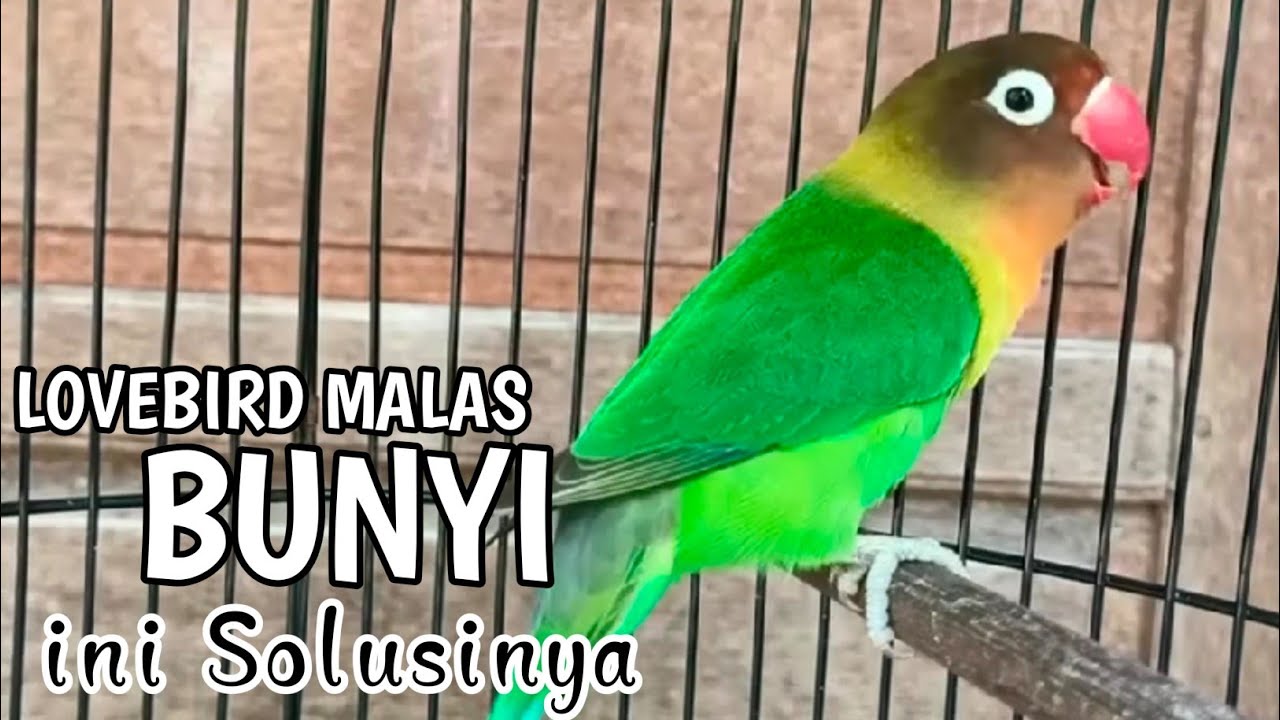 PUTAR SEKALI | AUTO LANGSUNG NYAMBER