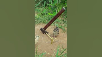 Smart DIY Creative Easy Quail Trapping #shortsviral #shorts #amazingtrap