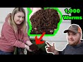 We Got Worms | 1,000 Red Wiggler Worms | Vermicomposting