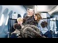 Fly Icelandair & Meet the Icelandic Yule Cat 🐱