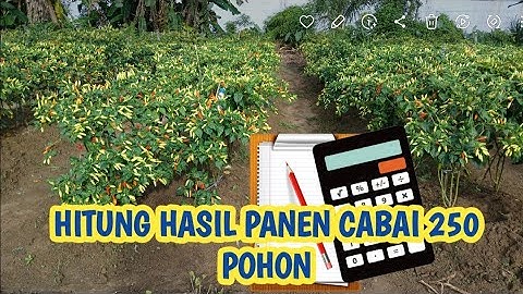 HITUNG HASIL PANEN CABAI TANPA MULSA 250 POHON SAMPE PETIKAN KE 7