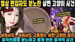 중국반응ㅣ현재 중국을 뒤흔들고 있는 살찐 고양이 사건ㅣ사회의 양심이 무너지면 어떻게 되는지 보여주는 충격적인 사건ㅣ뚱뚱한 고양이 사건