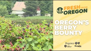 Berries ripe for the picking at Oregon farms