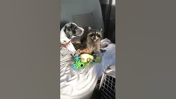 Raccoon rescue plays with puppy