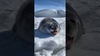 你們的辣條音又來了😅 #海豹日常 #海豹 #海洋生物 #神奇的動物在