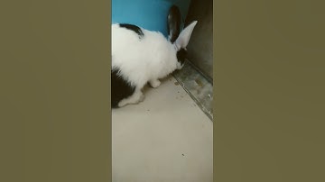 kill #trending #shortshorts #automobile #chetcode #cheat #games #cheatcodes #cheatengine #gaming