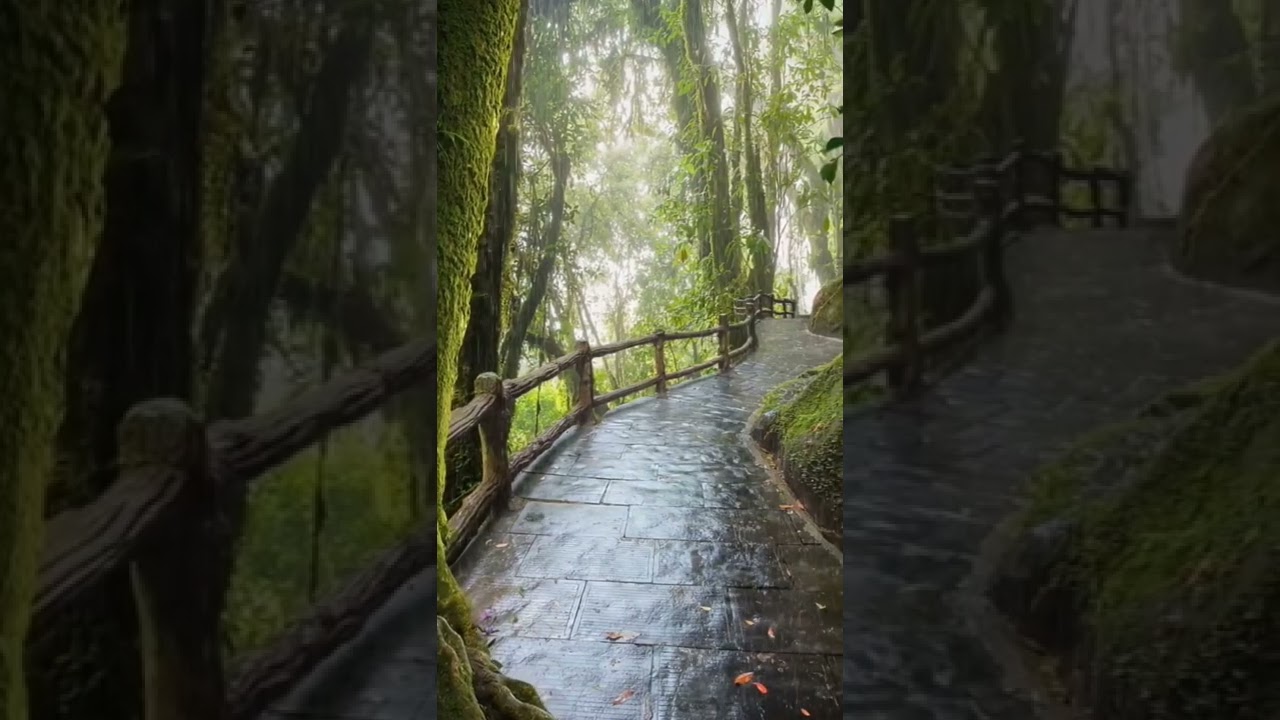 Beautiful street view on the mountain forest while raining|#shorts #mountain #forest #rain
