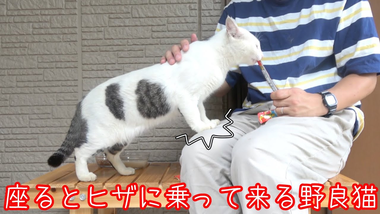 ベンチに座ると前足を乗せてくる野良猫 - YouTube