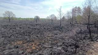 Na de grote heidebrand Oirschotse Heide