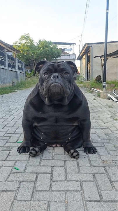 This Dog Just Got a Shot, Look at His Reaction! 😂💉🐕 #shorts