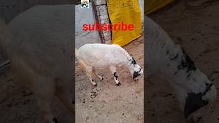 प्योर देशी बकरी पालन ll goat deshibakri goatfarming deshibakripalan deshi shorts @vnsgoatfarm