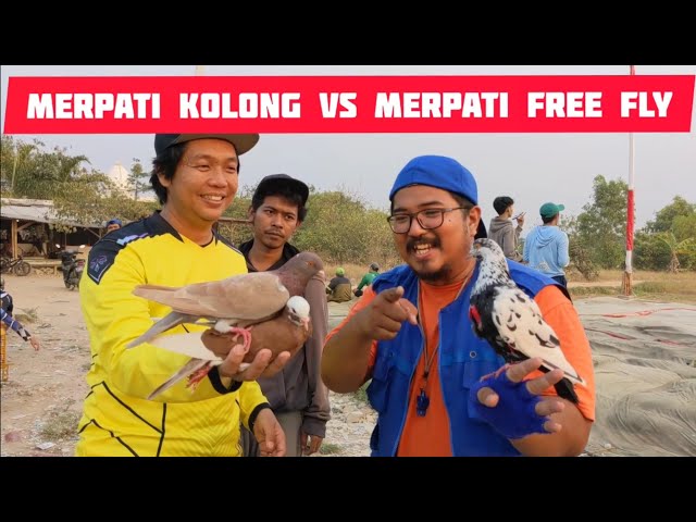 Merpati Kolong Vs Merpati Free Fly ! Balap Liar ! @TjanBilly #merpati class=