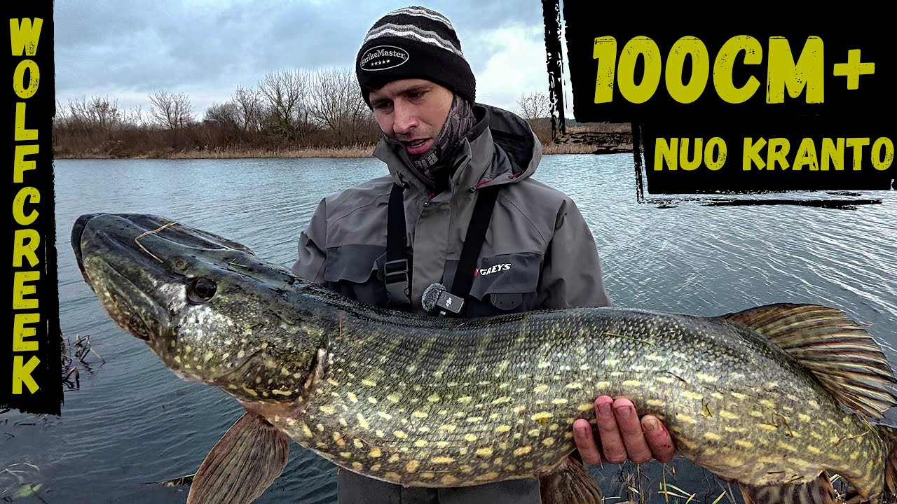 Kimba lydekos! 102cm monstras! WOLFCREEK SKINNY WOLF