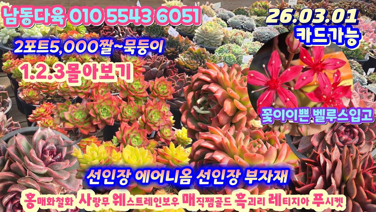 남동다육(4)1.2.3모두보기/예쁜다육 가격도 예쁘네요/2포트5,000 짤부터 에어니옴 묵둥이 선인장 부자재 까지