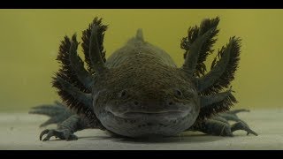 Аксолотль. Одно из самых удивительных существ на планете Аксолотль. Одно из самых удивительных существ на планете
