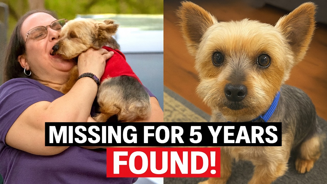 Dog Missing 5 Years Is Found 300 Miles From Home! - YouTube