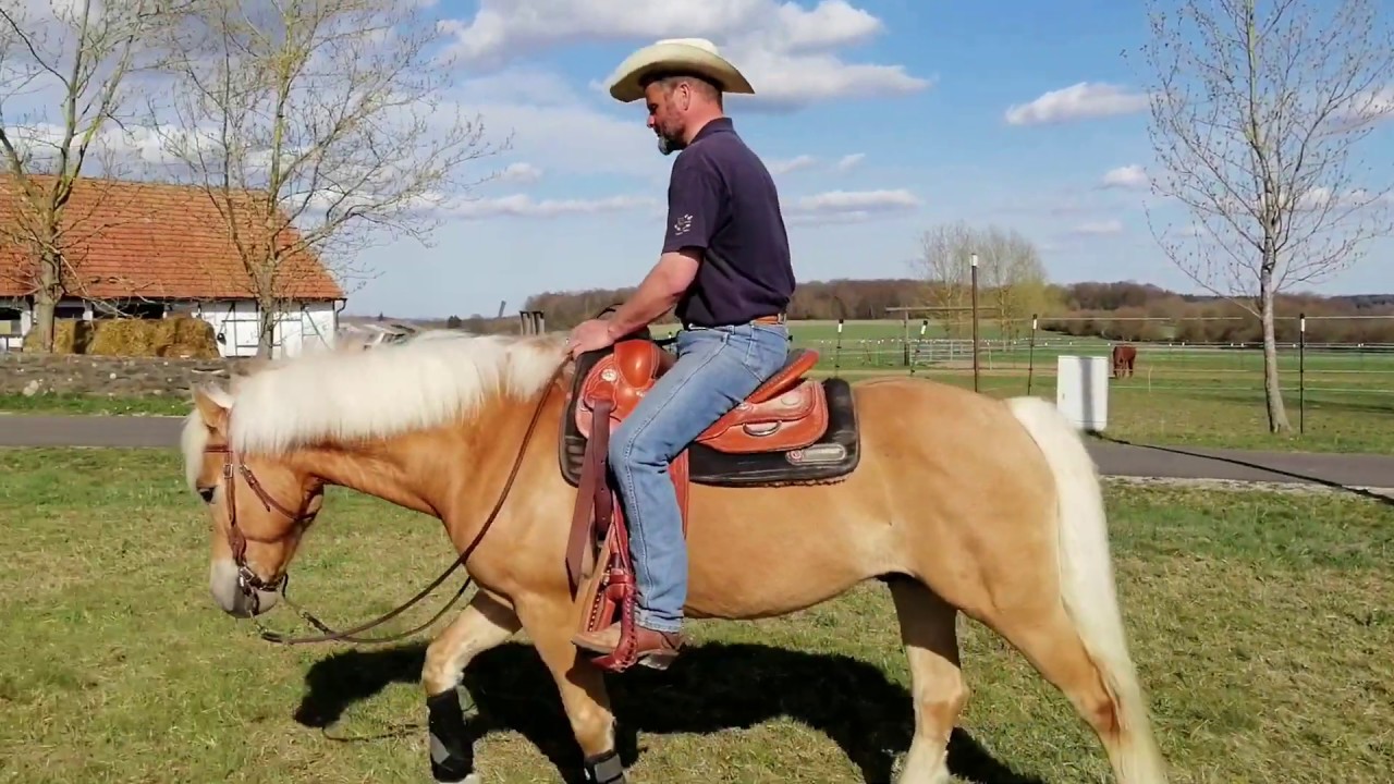 Vom Kutschpferd zum Reiner - Deutsch