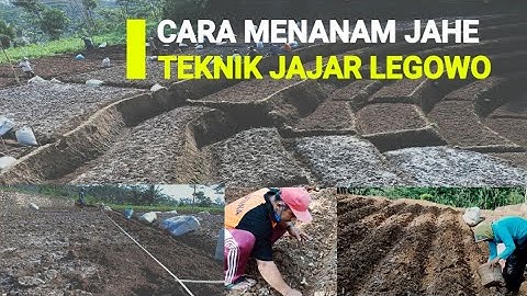 CARA MENANAM JAHE TEKNIK JAJAR LEGOWO