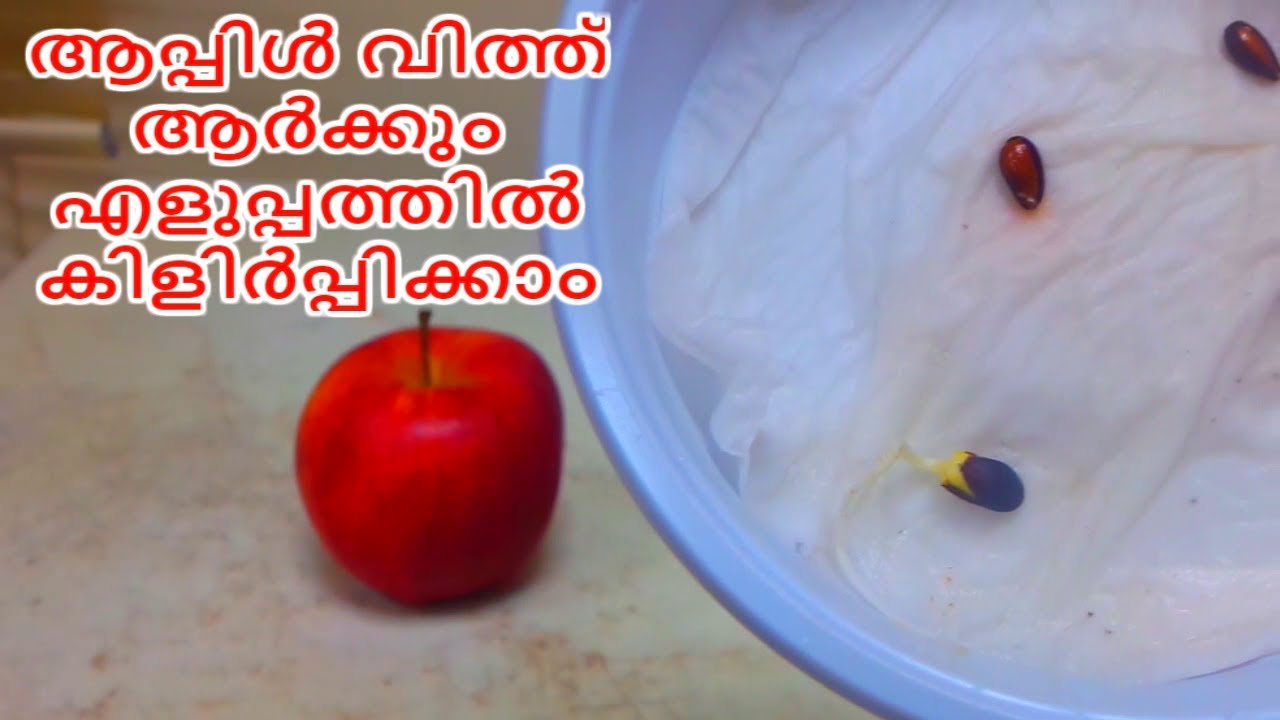 Apple Seeds Germination at Home Step by Step Easy Process ആപ്പി