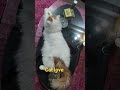 Persian Cat   #shortvideo#youtubeshorts#viral#shors#ytshrts#mukund
